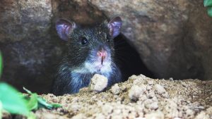 why rodents love high-rise buildings