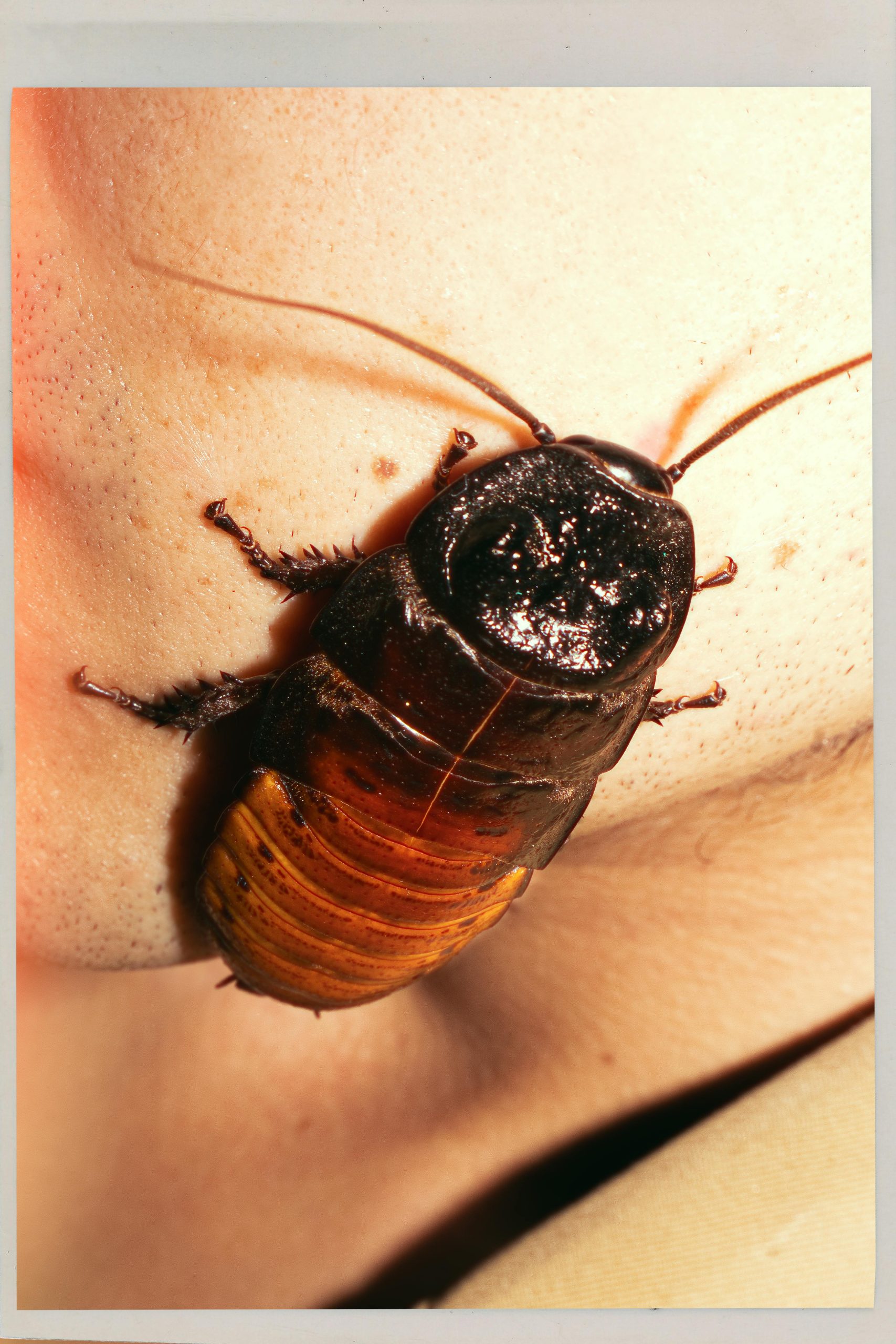 Instect Cockroach Why cockroach infestations happen | North Star Pest Control
