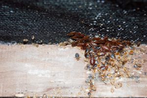 how do bed bugs bite