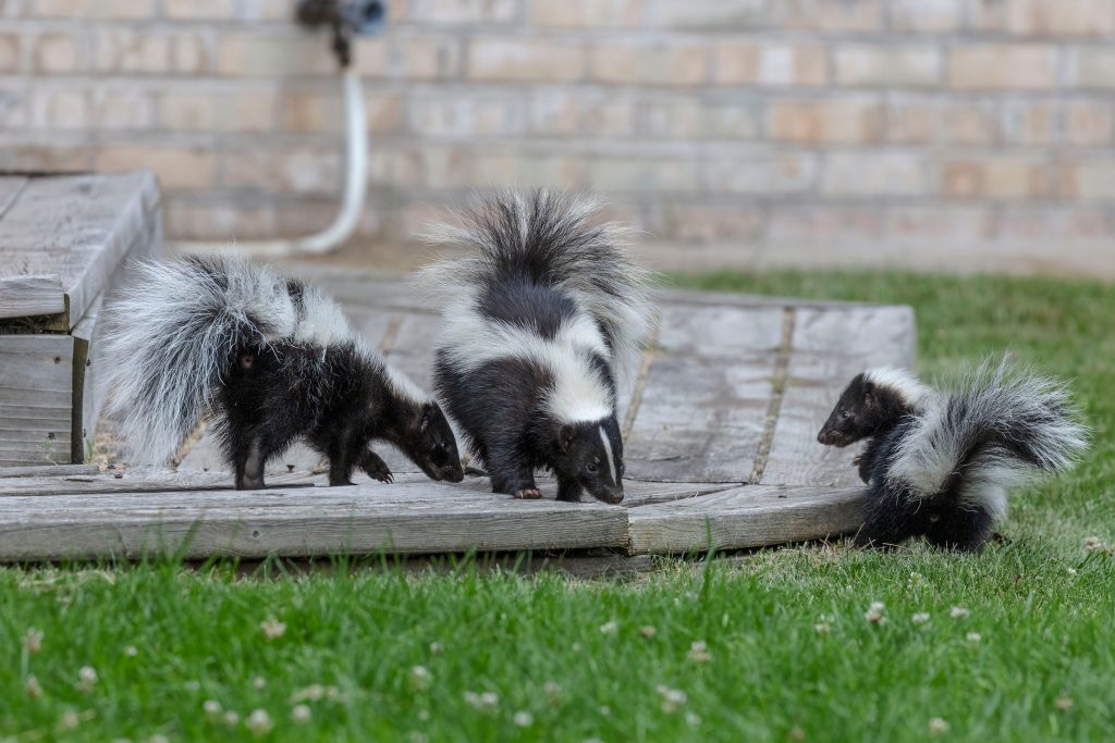 Identifying Skunk Dens: Common Locations Around Homes and Gardens