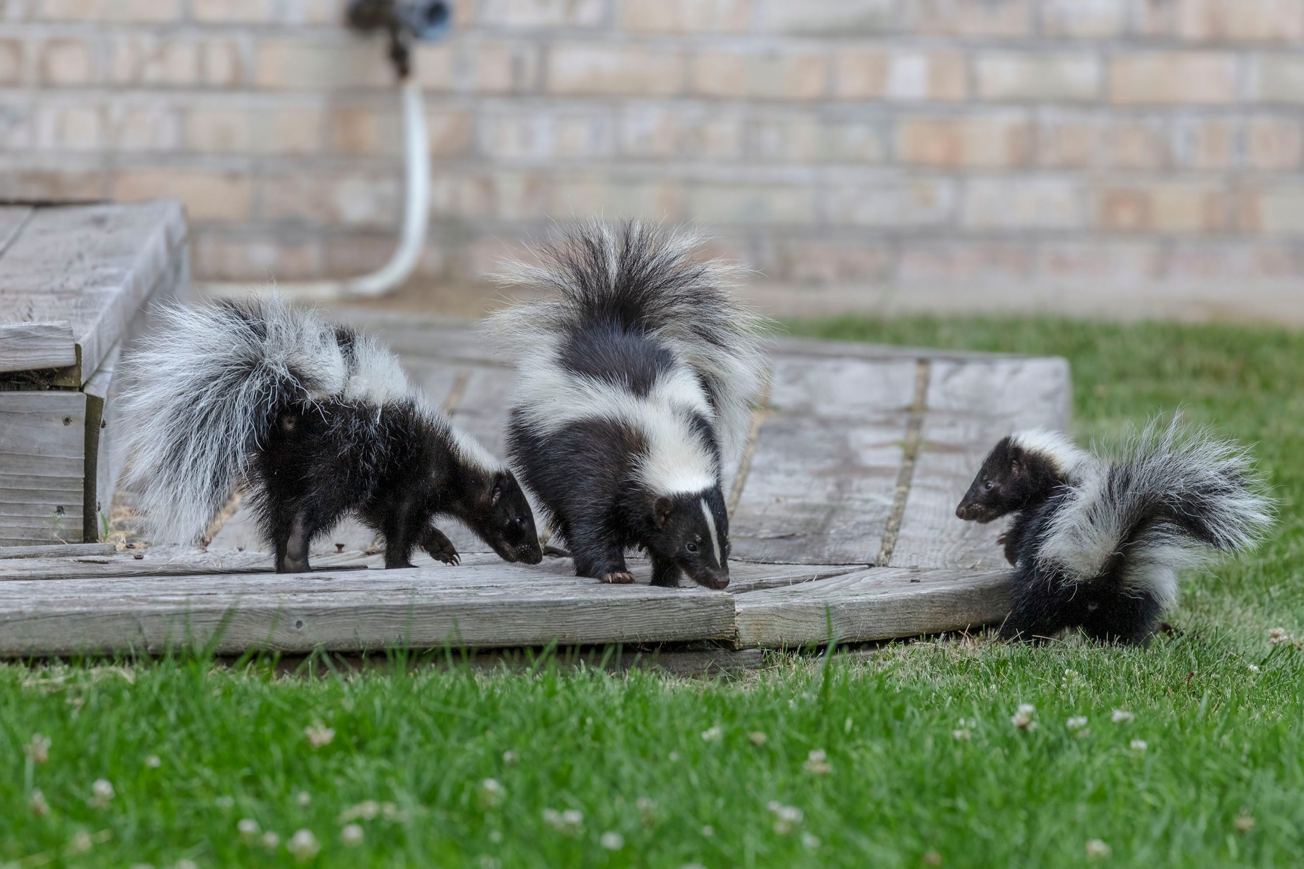 Identifying skunk dens | North Star Pest Control