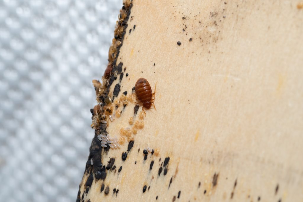 What Eat Bed Bugs? Natural Predators That Help Control Infestations