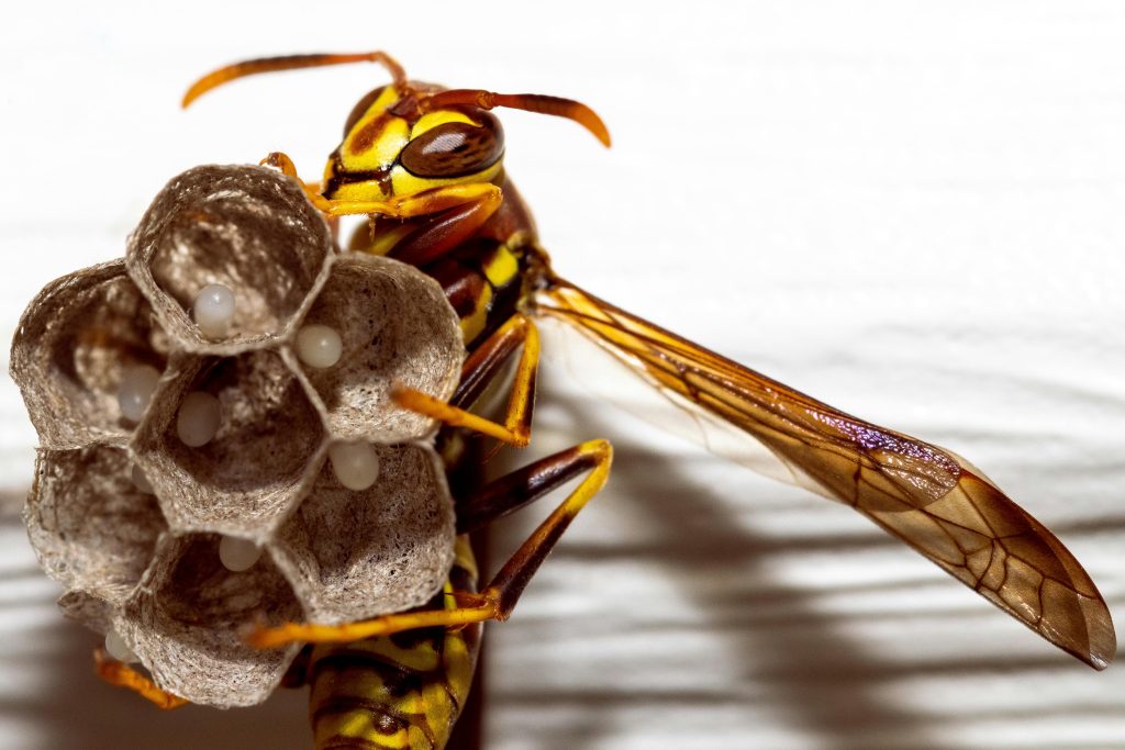 How Long Do Wasps Live?