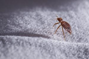 where do bed bugs hide