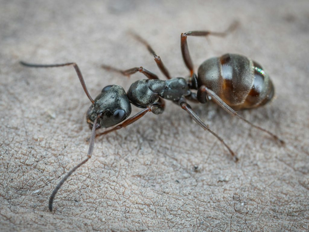Locate a Carpenter Ant Nest