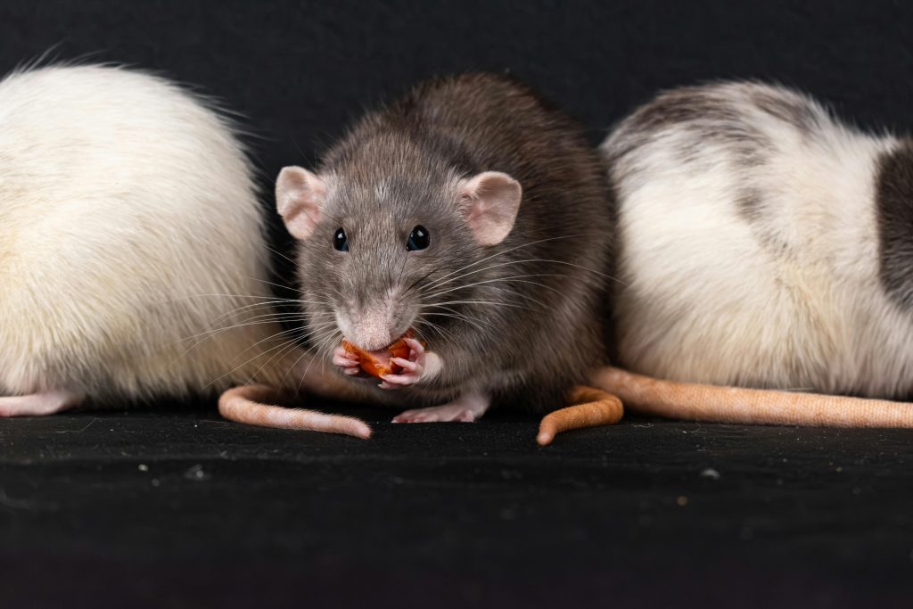 How Many Rats Are in Your Home?