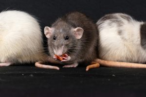 how many rats are in your home