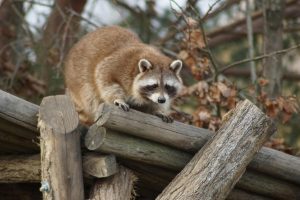 keep raccoons away from your home