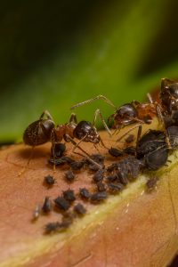 Why Are Pest Infestations Dangerous