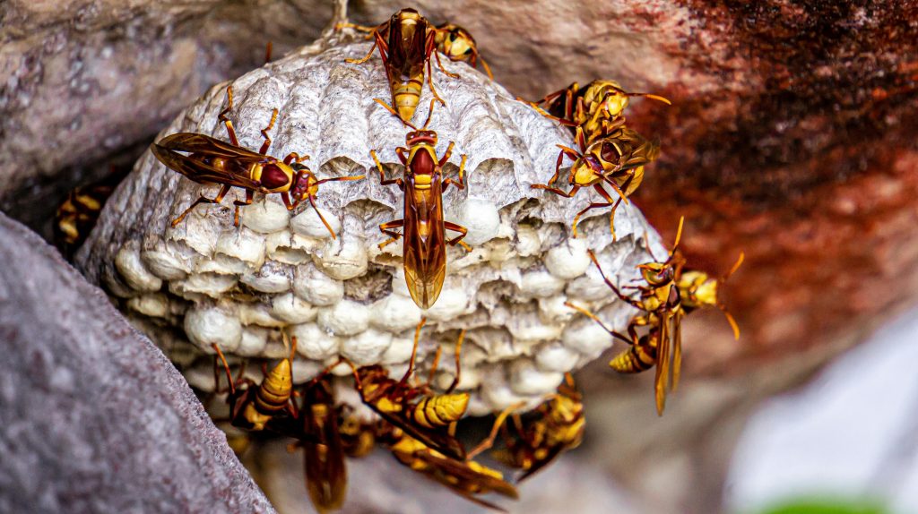 How Many Wasp Stings Are Dangerous?