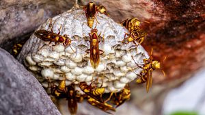 how many wasp stings are dangerous
