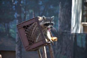 signs of raccoon nesting in attic