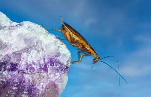 Can a German cockroach fly