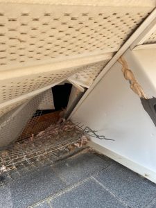 hidden pest dangers