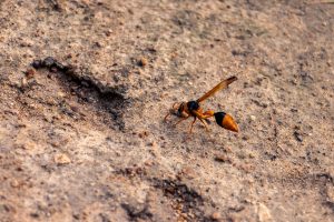 mud wasp nest
