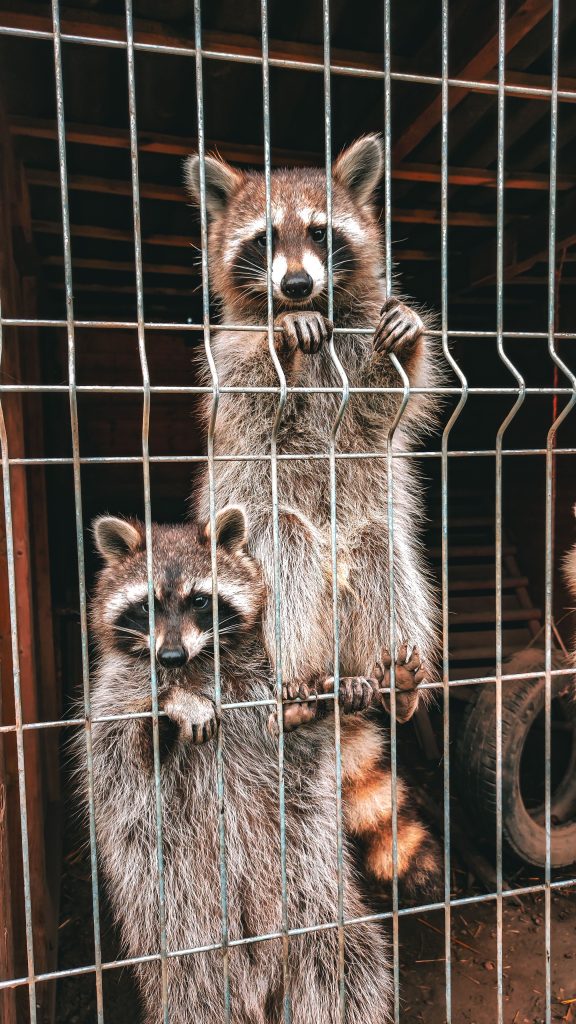 Is Raccoon Feces Toxic?