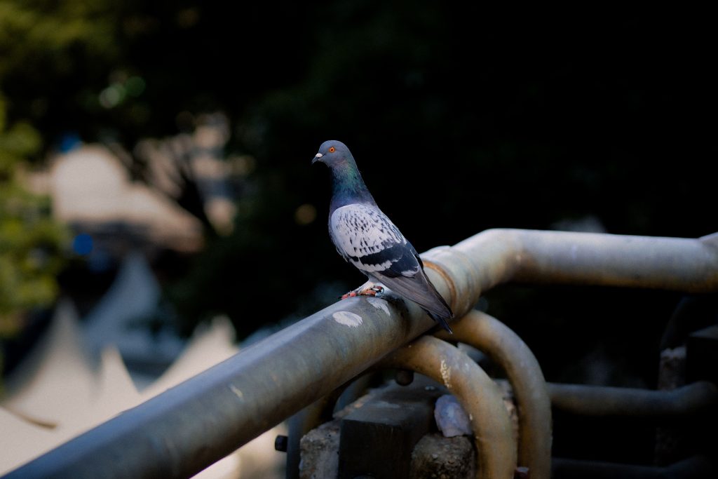 Are Bird Droppings Dangerous?