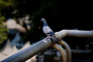 are bird droppings dangerous