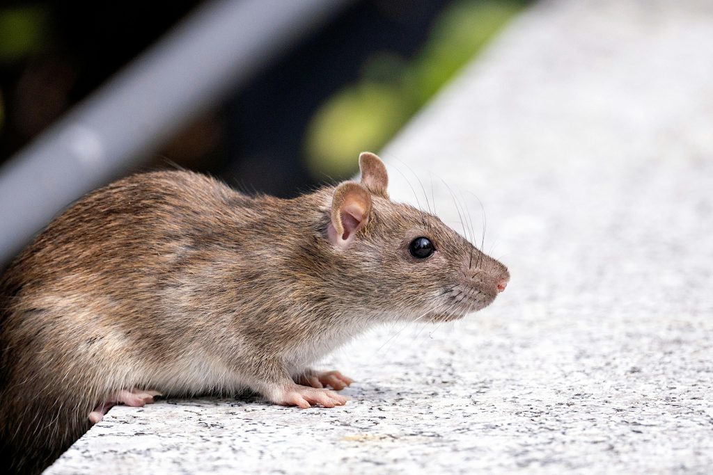 Build a Rodent Plan That Works Longer