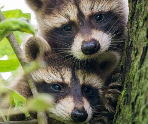 humanely remove wildlife babies