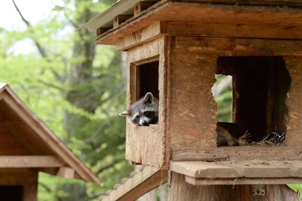 Prevent Raccoons Entering Attic for Long-Term Wildlife Control