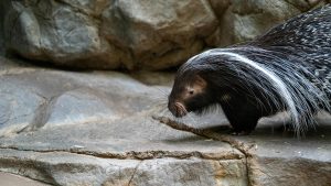 skunk spray warning