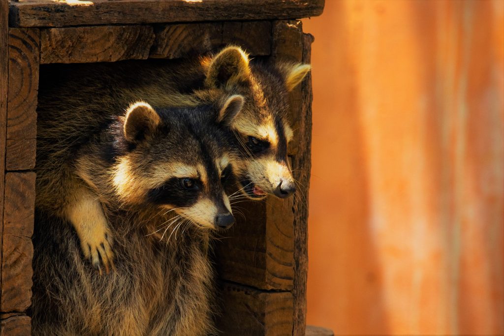 When Are Raccoons Most Active During the Year?