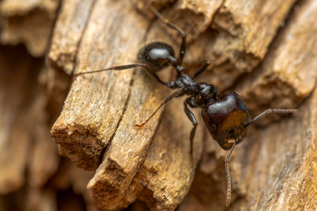 Carpenter ant queen