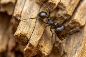 carpenter ant queen