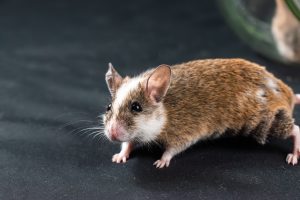 get rid of mice in house