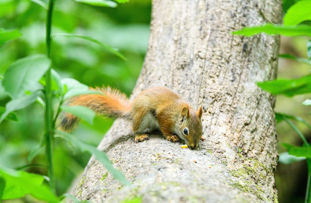 How to get a squirrel out of your home
