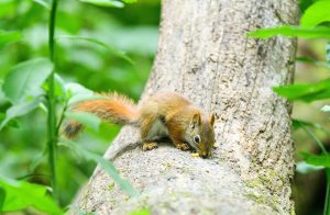 how to get a squirrel out of your home