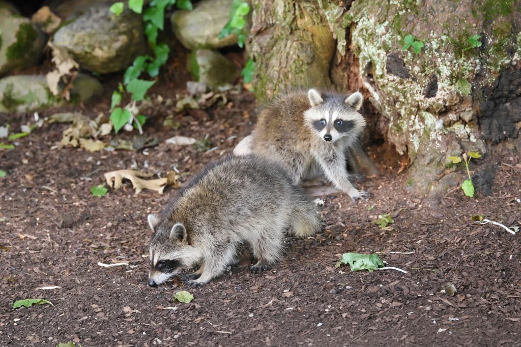 Can Raccoons Hurt Your Pet?