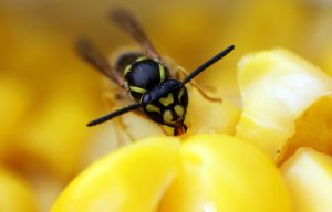 Eliminate Yellow Jackets
